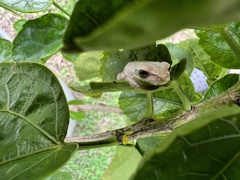 Osteopilus septentrionalis