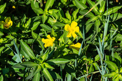 Ludwigia hexapetala
