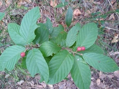 Frangula betulifolia