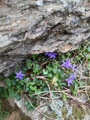 Campanula elatines