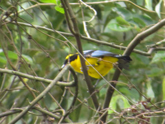 Anisognathus somptuosus