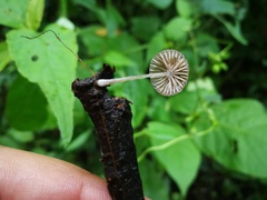 Mycena vitilis