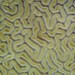 Coral Cerebro Estriado - Photo (c) Robin Gwen Agarwal, algunos derechos reservados (CC BY-NC)