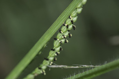 Paspalum