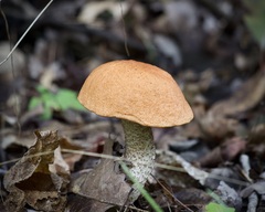 Leccinum aurantiacum