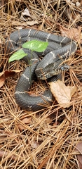 Lampropeltis getula