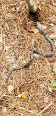 Lampropeltis getula