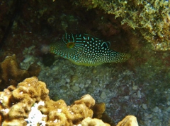 Canthigaster solandri