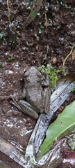 Plectrohyla