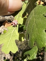 Cynips quercusechinus