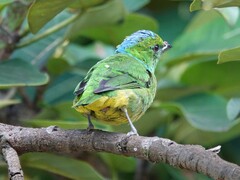 Chlorophonia callophrys