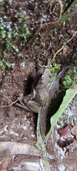Plectrohyla