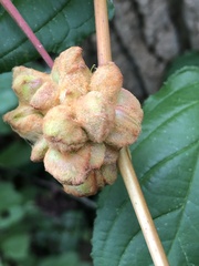 Ampelomyia vitiscoryloides