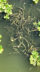 Hydrilla verticillata