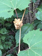 Ampelomyia vitiscoryloides