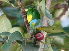 Chlorophonia callophrys
