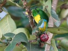 Chlorophonia callophrys