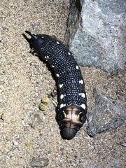 Xylophanes falco
