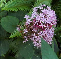Clerodendrum bungei