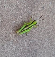 Melanoplus bivittatus