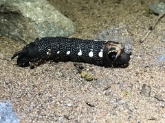 Xylophanes falco
