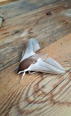Theretra alecto