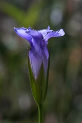 Gentianopsis virgata