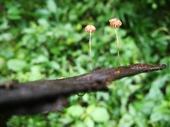 Fungi