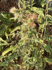 Cirsium pumilum