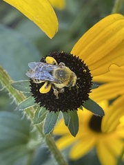 Melissodes trinodis