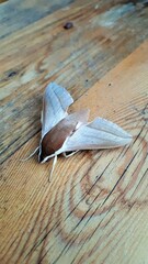 Theretra alecto