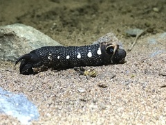 Xylophanes falco