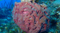 Ircinia