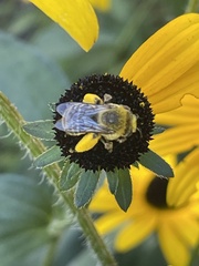 Melissodes trinodis