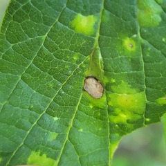 Pachypsylla