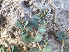 Euphorbia micromera