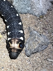 Xylophanes falco