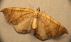 Eulithis diversilineata