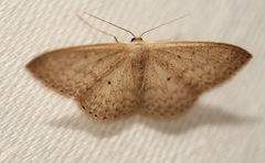 Scopula optivata