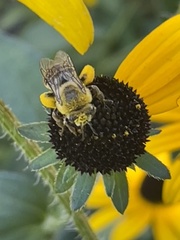 Melissodes trinodis