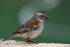 Cape Sparrow photo 4