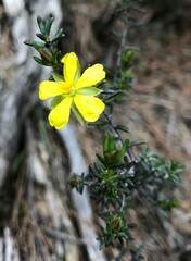 Hibbertia devitata