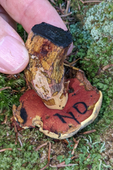 Boletus subvelutipes