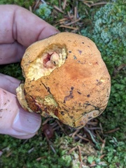 Boletus subvelutipes