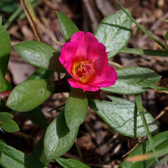 Portulaca amilis