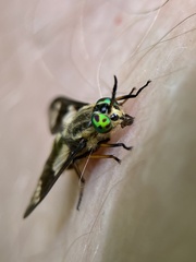 Chrysops relictus