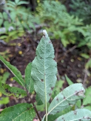 Sambucus racemosa