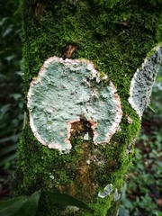 Cryptothecia striata