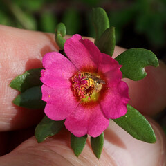 Portulaca amilis