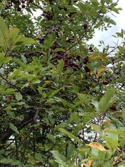 Malus prunifolia